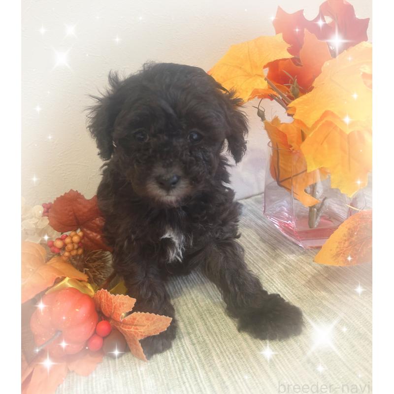 成約済の愛媛県のタイニープードル-423172の3枚目