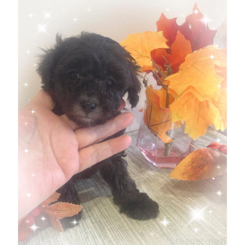 成約済の愛媛県のタイニープードル-423172の2枚目