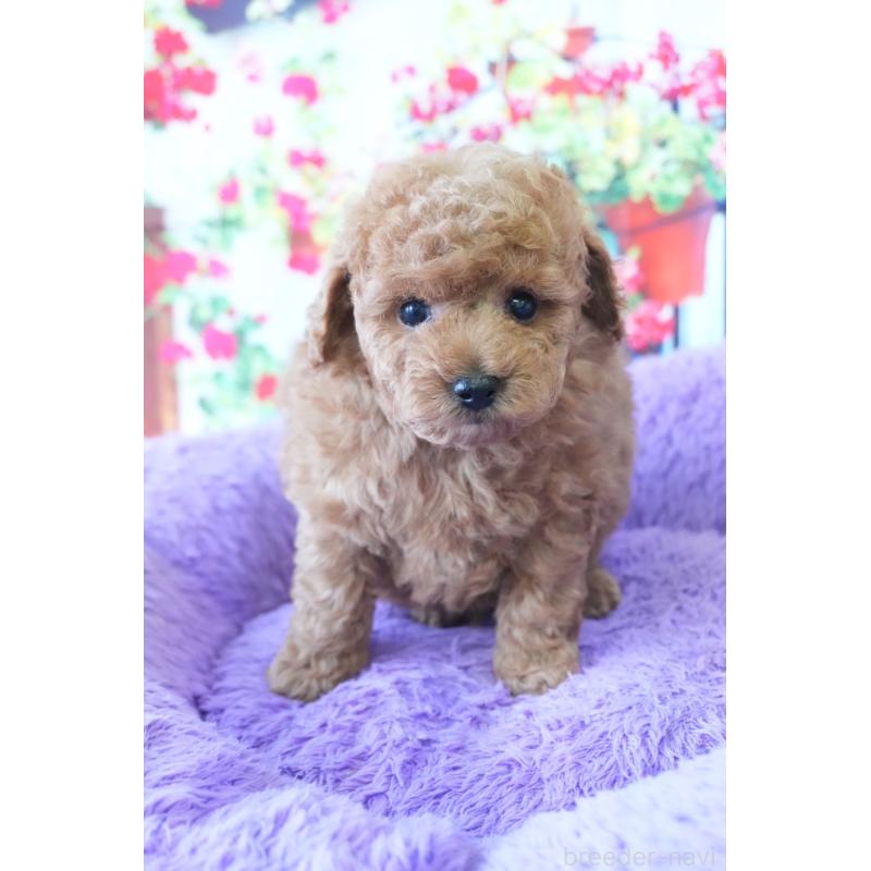 販売中の愛知県のトイプードル-426300の5枚目