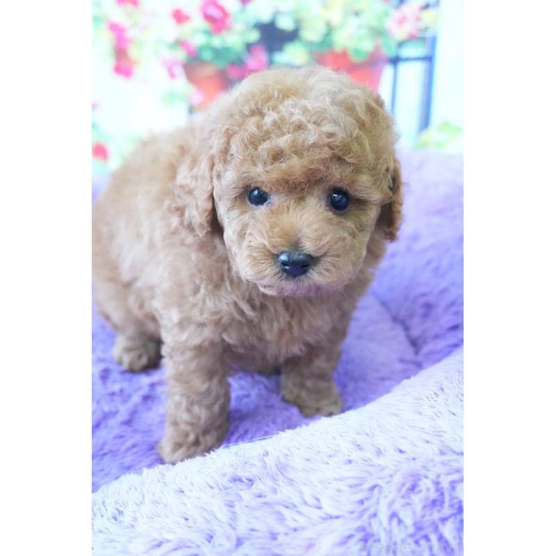 販売中の愛知県のトイプードル-426300の4枚目