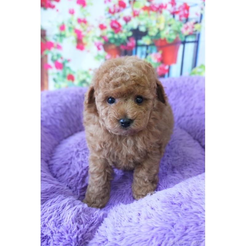 販売中の愛知県のトイプードル-426300の3枚目