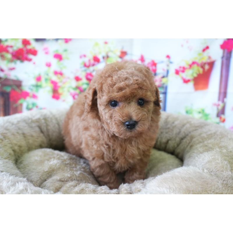 販売中の愛知県のトイプードル-426300の2枚目