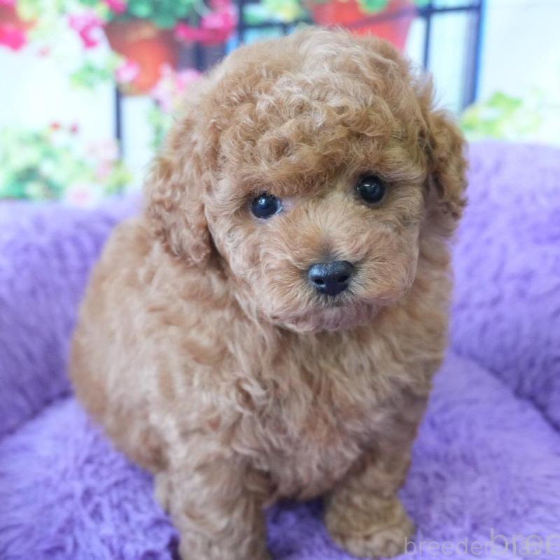 販売中の愛知県のトイプードル-426300
