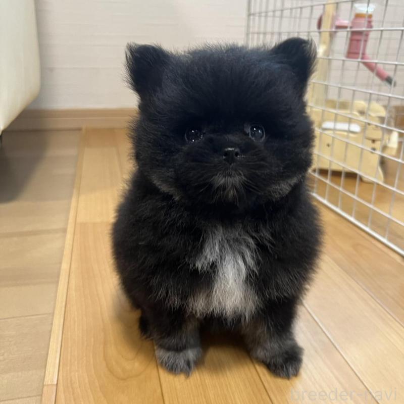 販売中の香川県のポメラニアン-426301