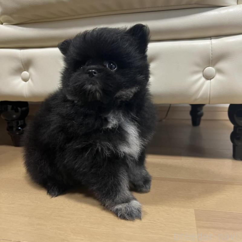 販売中の香川県のポメラニアン-426301の16枚目