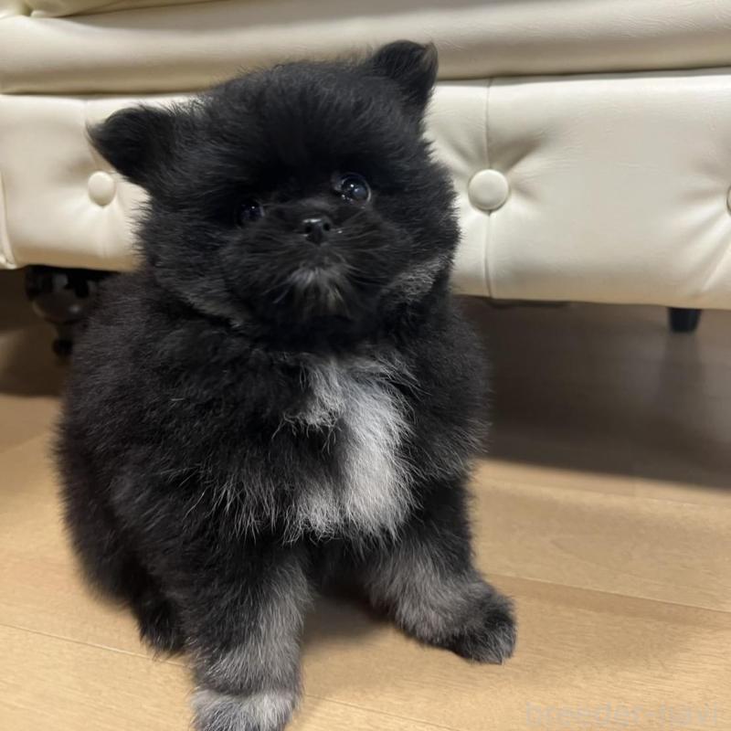 販売中の香川県のポメラニアン-426301の15枚目