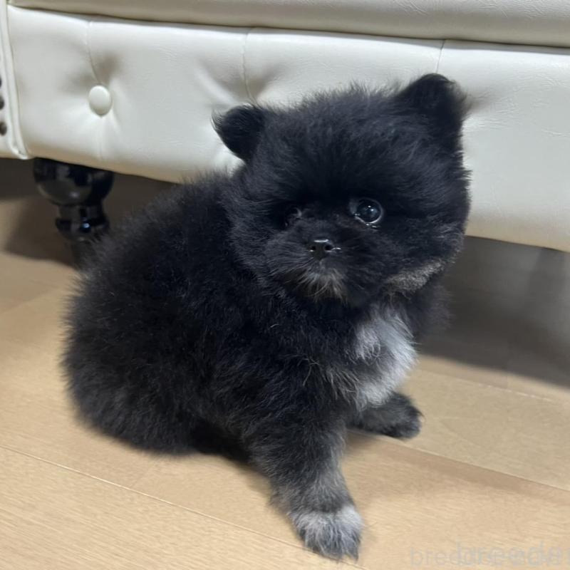 販売中の香川県のポメラニアン-426301の14枚目