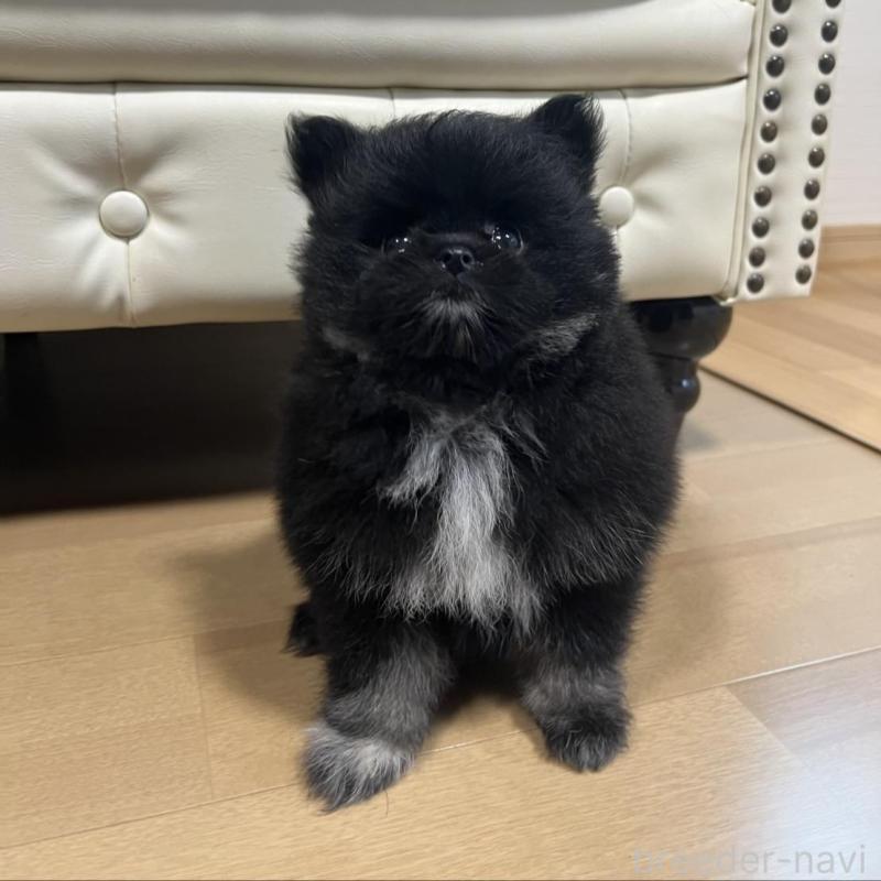 販売中の香川県のポメラニアン-426301の13枚目
