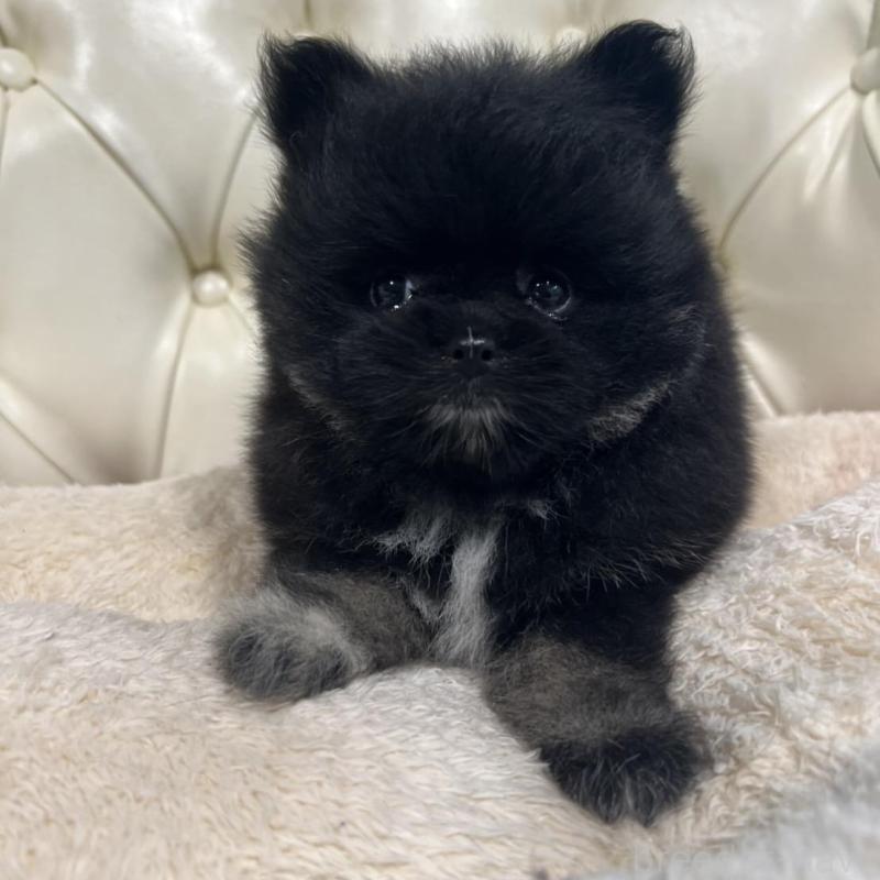 販売中の香川県のポメラニアン-426301の11枚目