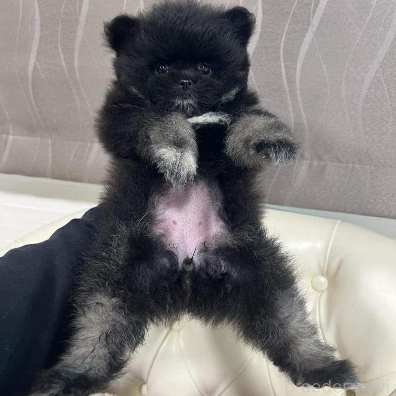 販売中の香川県のポメラニアン-426301の9枚目