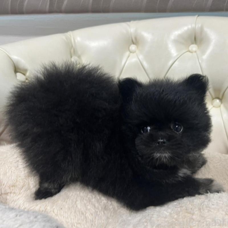 販売中の香川県のポメラニアン-426301の8枚目