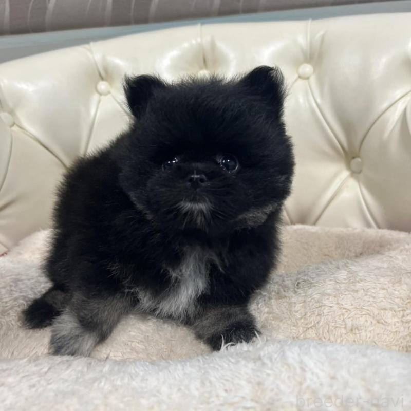 販売中の香川県のポメラニアン-426301の7枚目