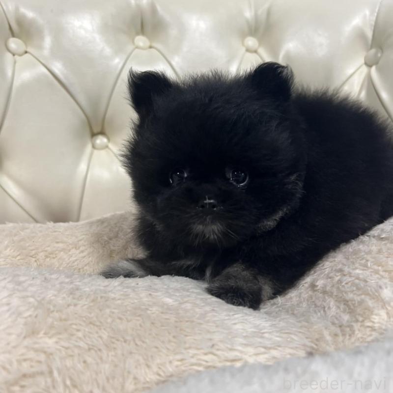 販売中の香川県のポメラニアン-426301の6枚目