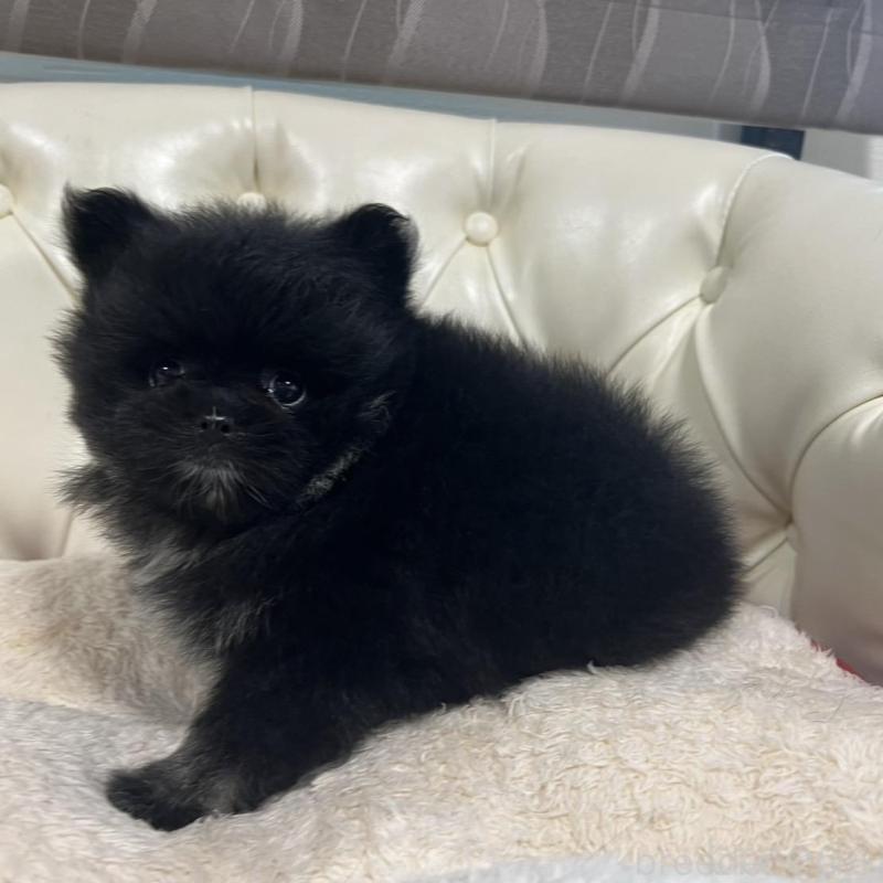 販売中の香川県のポメラニアン-426301の5枚目