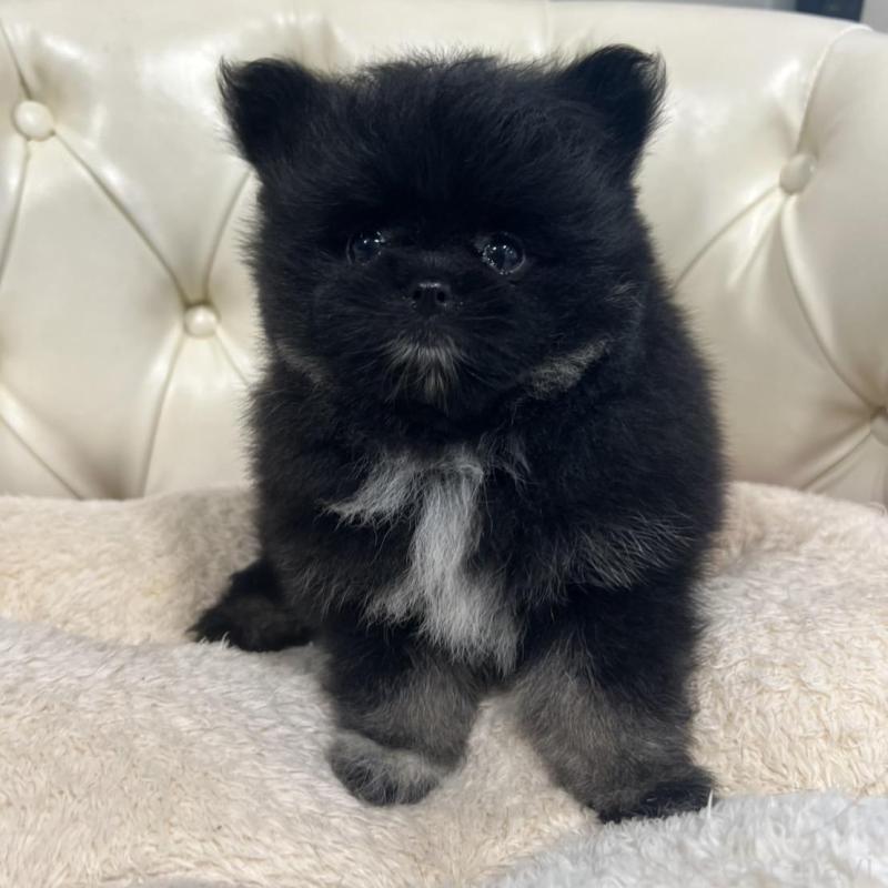 販売中の香川県のポメラニアン-426301の4枚目