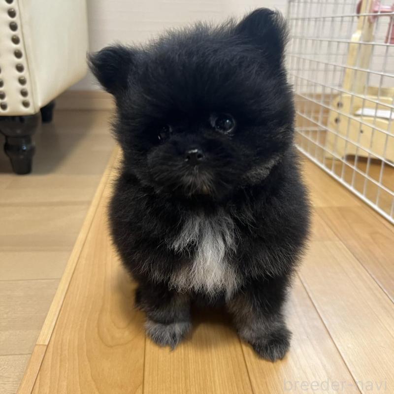 販売中の香川県のポメラニアン-426301の3枚目