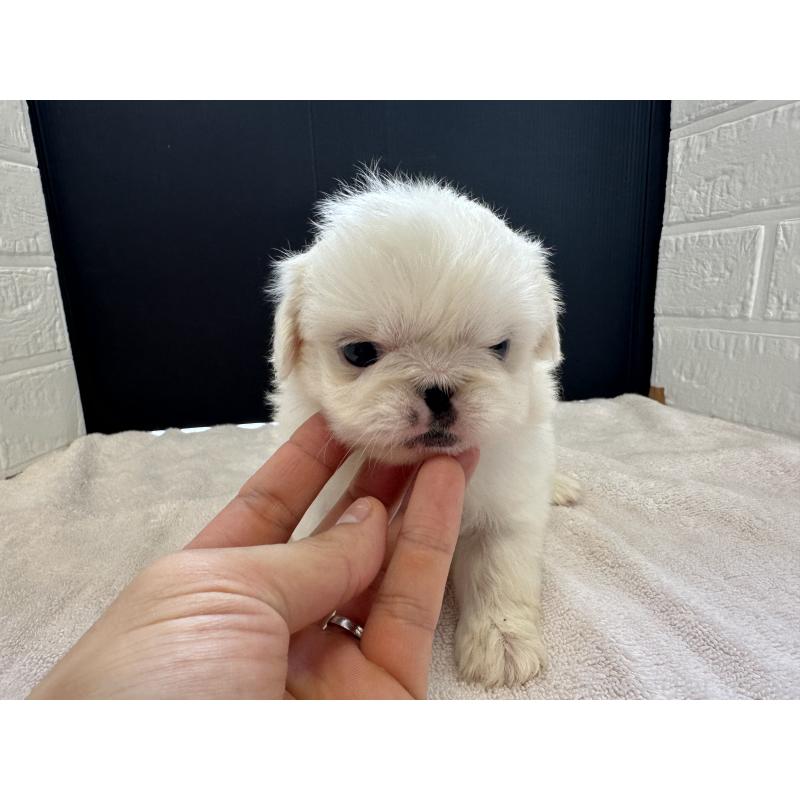 販売中の栃木県のペキニーズ-426304の9枚目