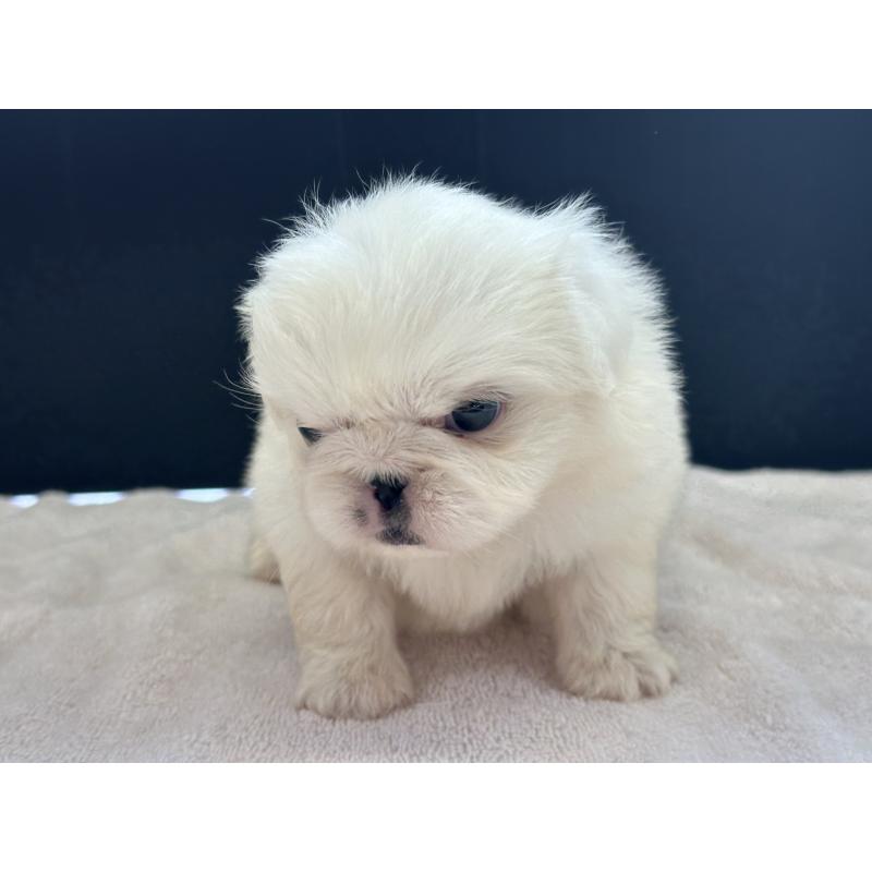 販売中の栃木県のペキニーズ-426304の8枚目