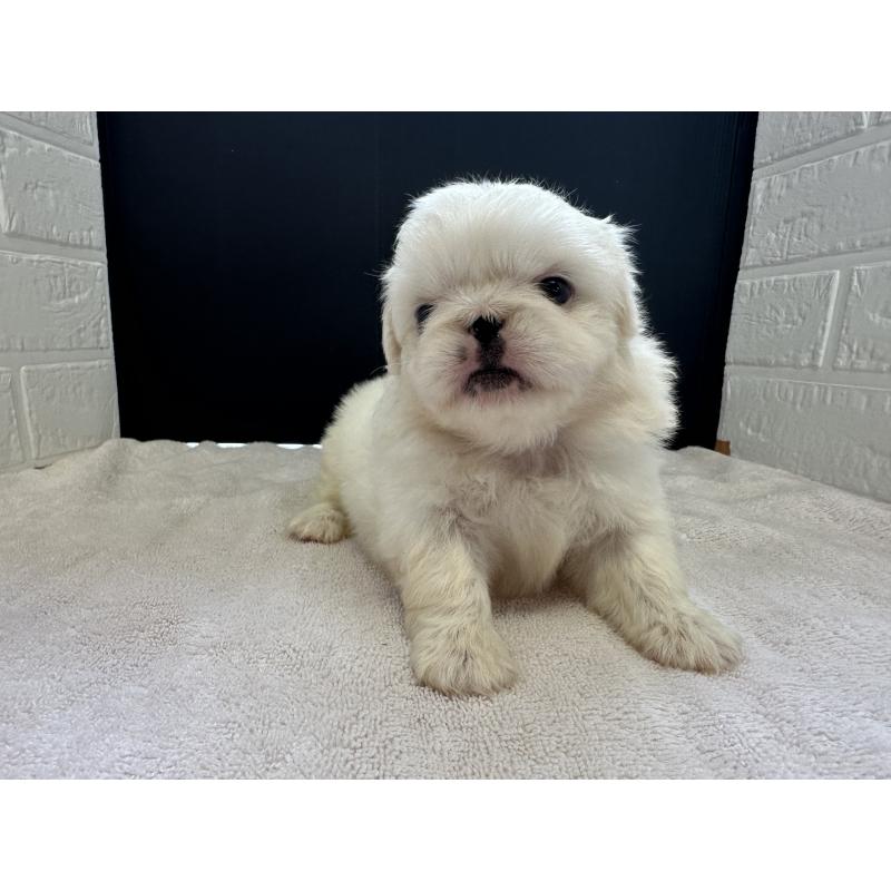 販売中の栃木県のペキニーズ-426304の7枚目