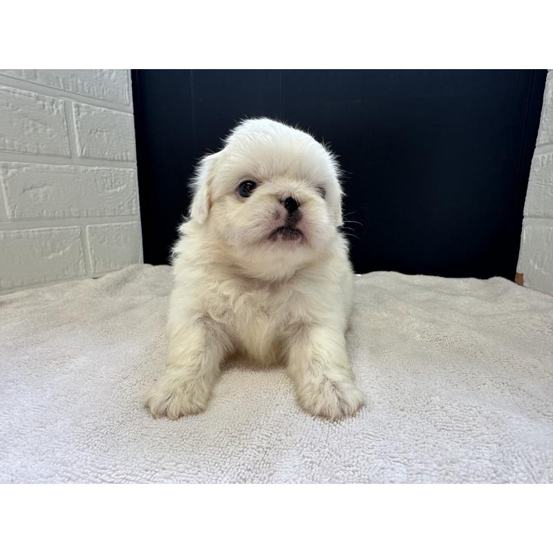 販売中の栃木県のペキニーズ-426304の3枚目