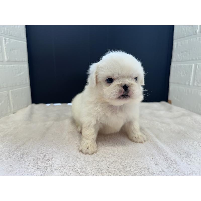 販売中の栃木県のペキニーズ-426304の2枚目