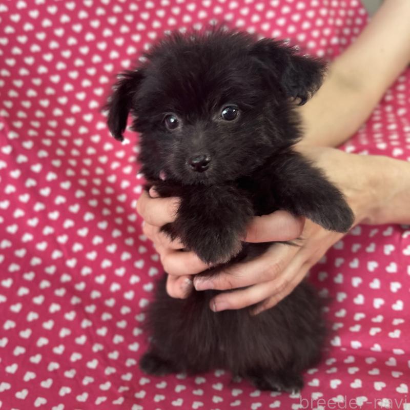 販売中の北海道のポメプー:ポメラニアン×トイプードル-426302の1枚目