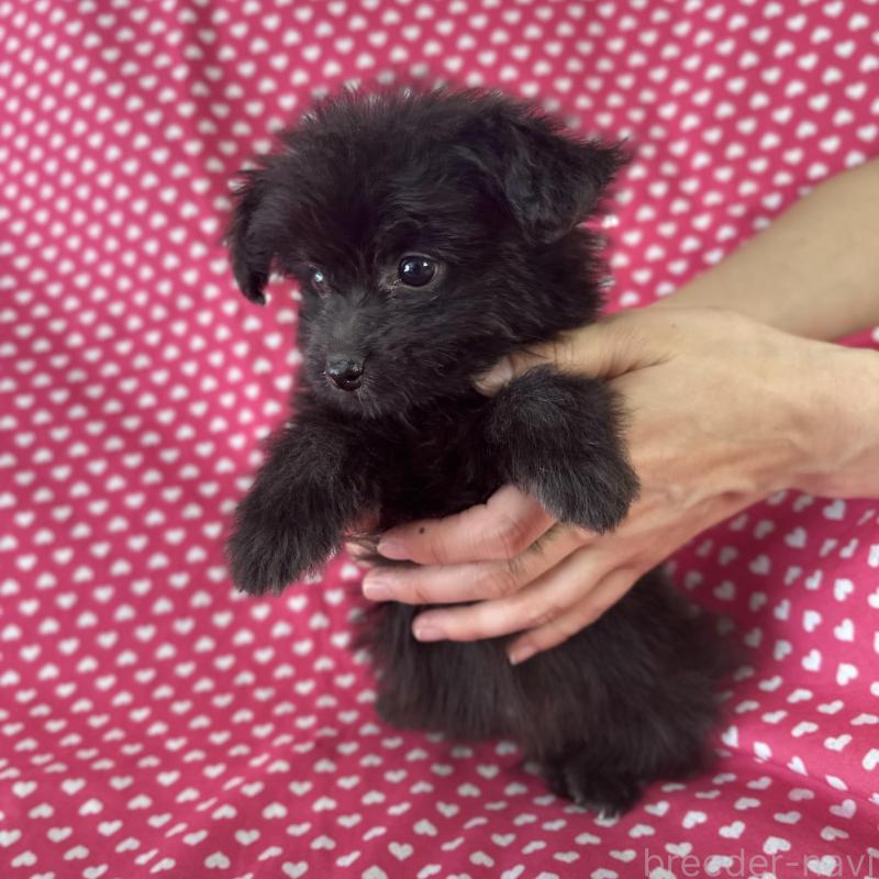 販売中の北海道のポメプー:ポメラニアン×トイプードル-426302の4枚目