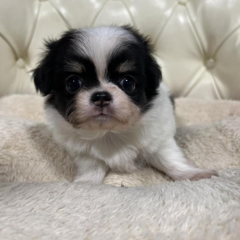 販売中の香川県のチワワ(ロングコート)-426303