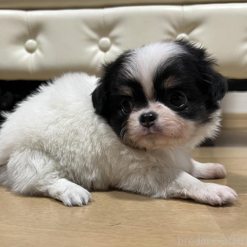 販売中の香川県のチワワ(ロングコート)-426303の13枚目