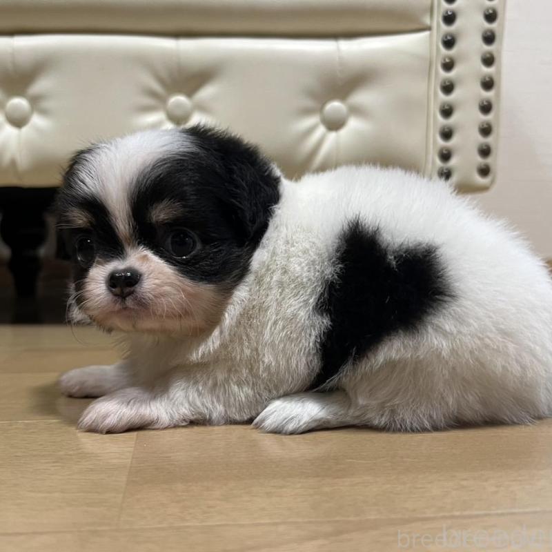 販売中の香川県のチワワ(ロングコート)-426303の12枚目