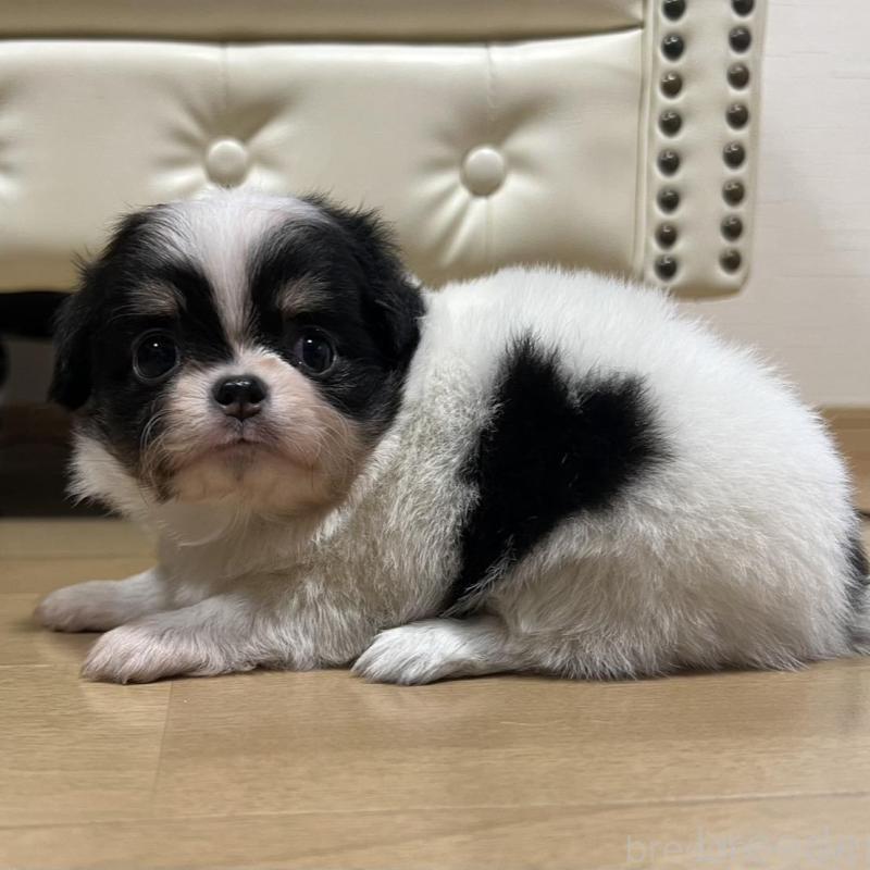 販売中の香川県のチワワ(ロングコート)-426303の11枚目