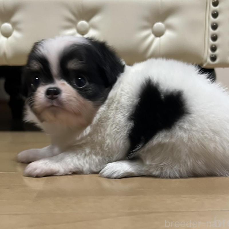 販売中の香川県のチワワ(ロングコート)-426303の10枚目