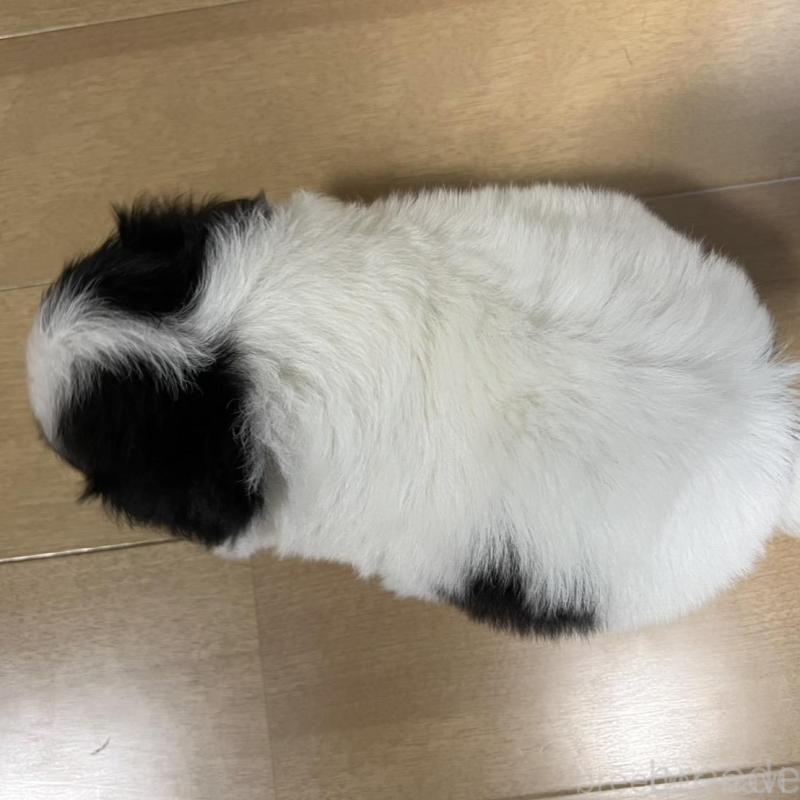 販売中の香川県のチワワ(ロングコート)-426303の9枚目