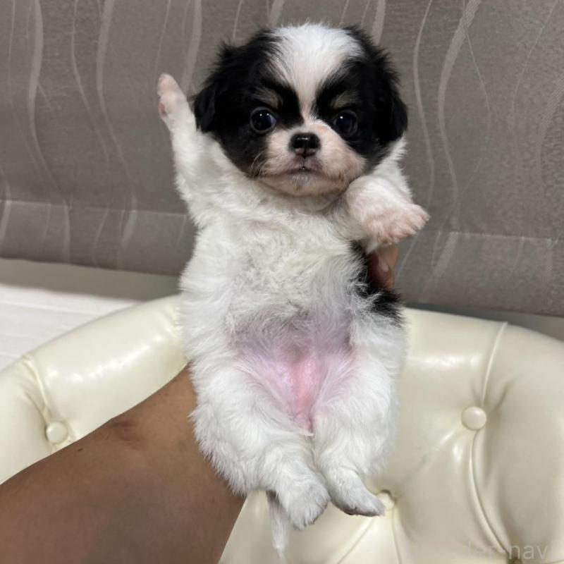 販売中の香川県のチワワ(ロングコート)-426303の8枚目