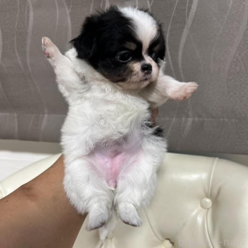 販売中の香川県のチワワ(ロングコート)-426303の7枚目