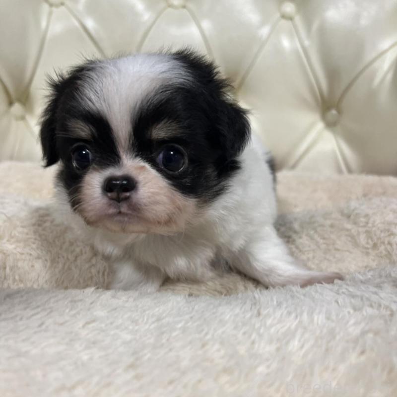 販売中の香川県のチワワ(ロングコート)-426303の6枚目