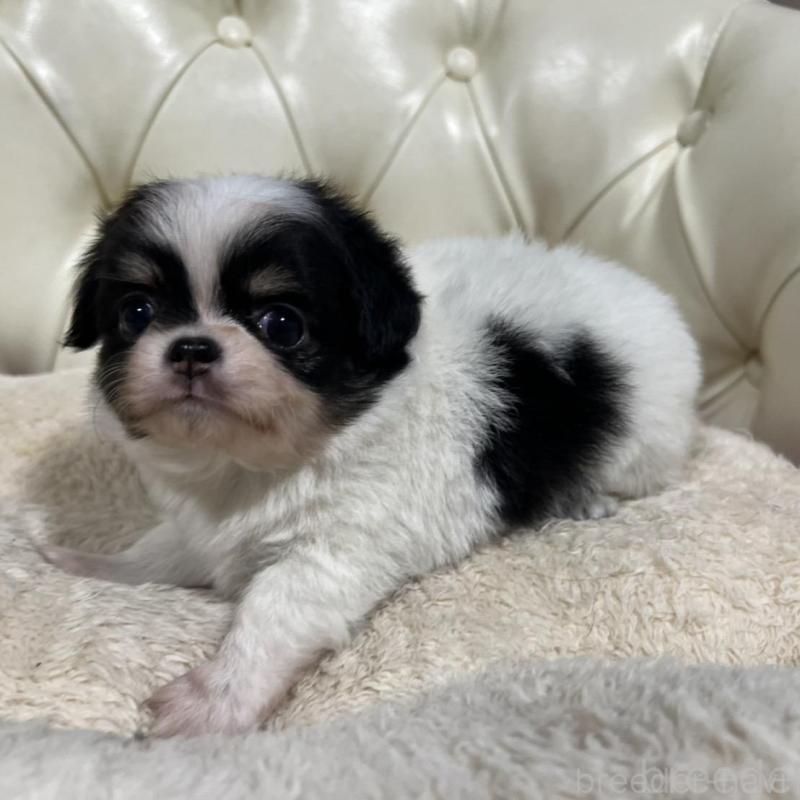 販売中の香川県のチワワ(ロングコート)-426303の5枚目