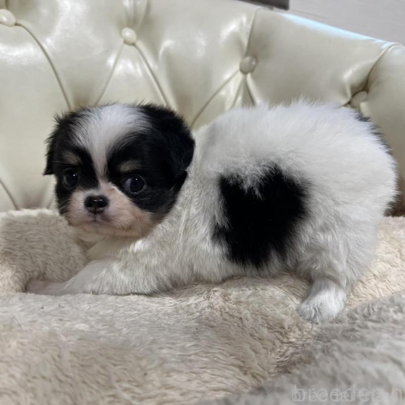 販売中の香川県のチワワ(ロングコート)-426303の4枚目