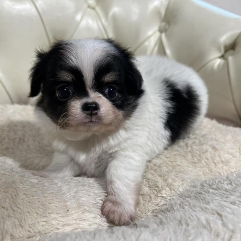 販売中の香川県のチワワ(ロングコート)-426303の3枚目