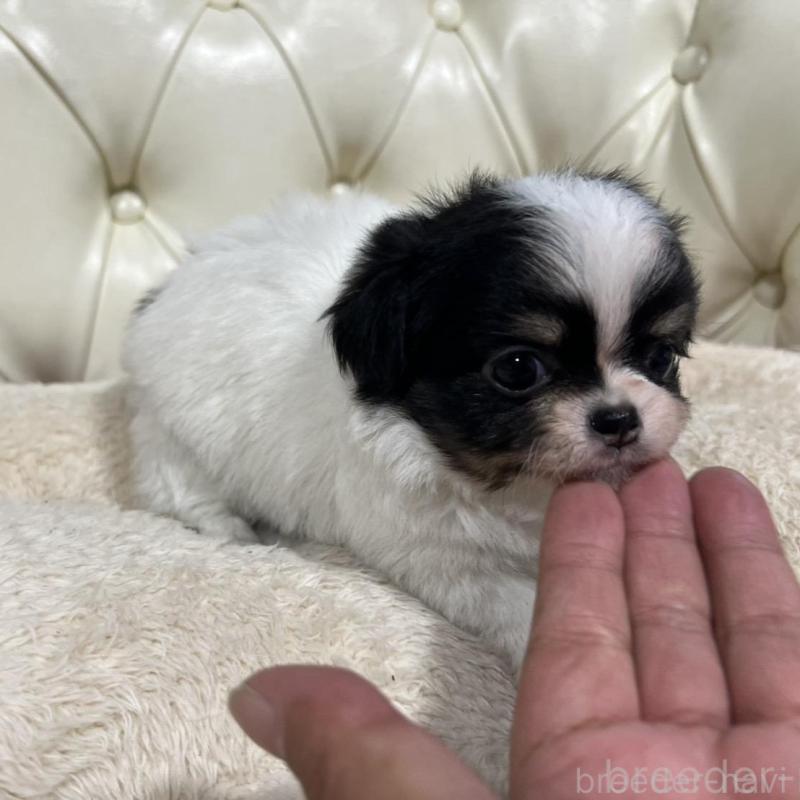 販売中の香川県のチワワ(ロングコート)-426303の2枚目