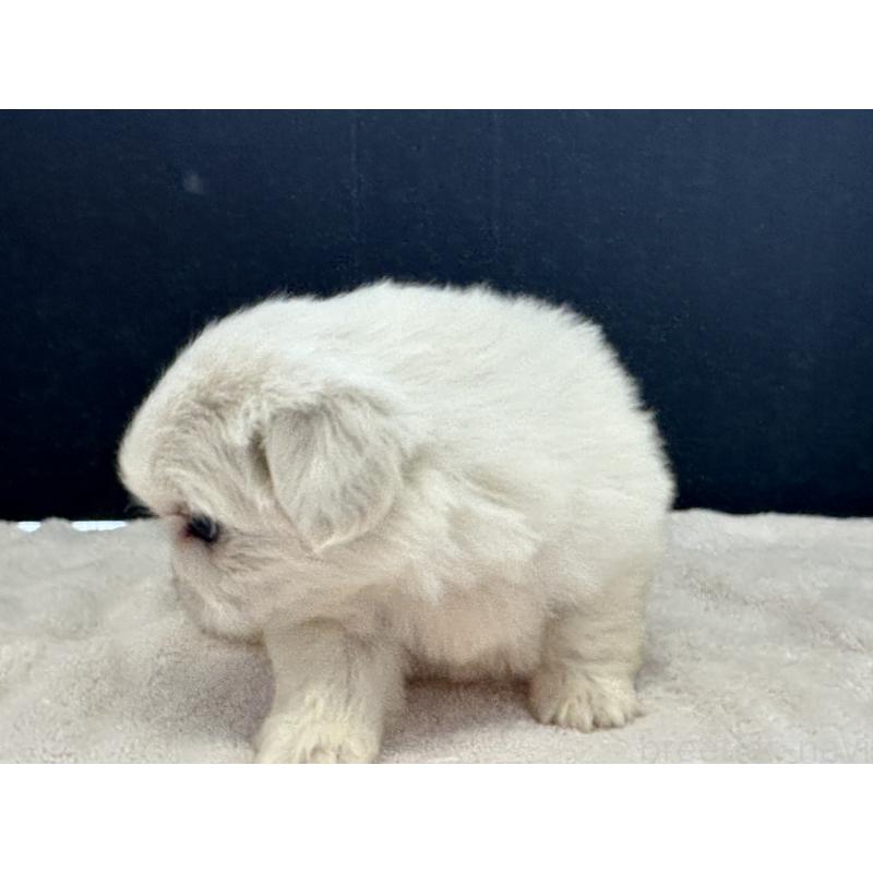 販売中の栃木県のペキニーズ-426305の6枚目