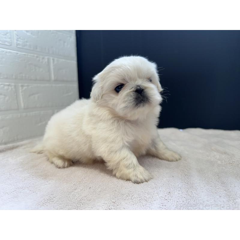 販売中の栃木県のペキニーズ-426305の5枚目