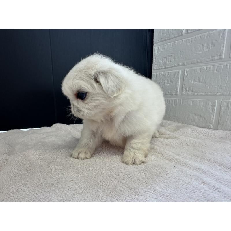 販売中の栃木県のペキニーズ-426305の3枚目