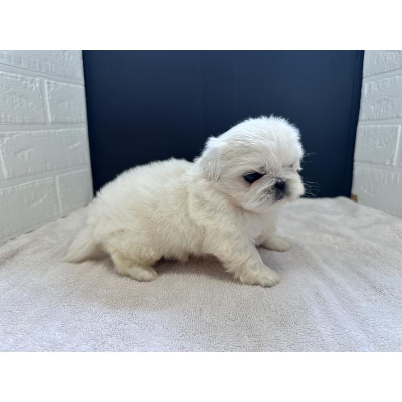 販売中の栃木県のペキニーズ-426305の2枚目