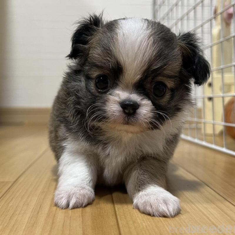 販売中の香川県のチワワ(ロングコート)-426308の1枚目