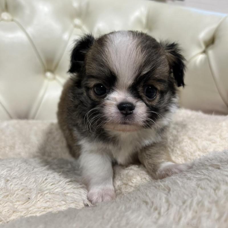 販売中の香川県のチワワ(ロングコート)-426308の15枚目