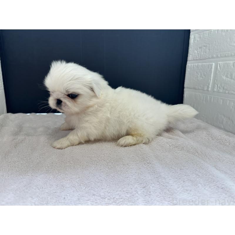 販売中の栃木県のペキニーズ-426307の6枚目