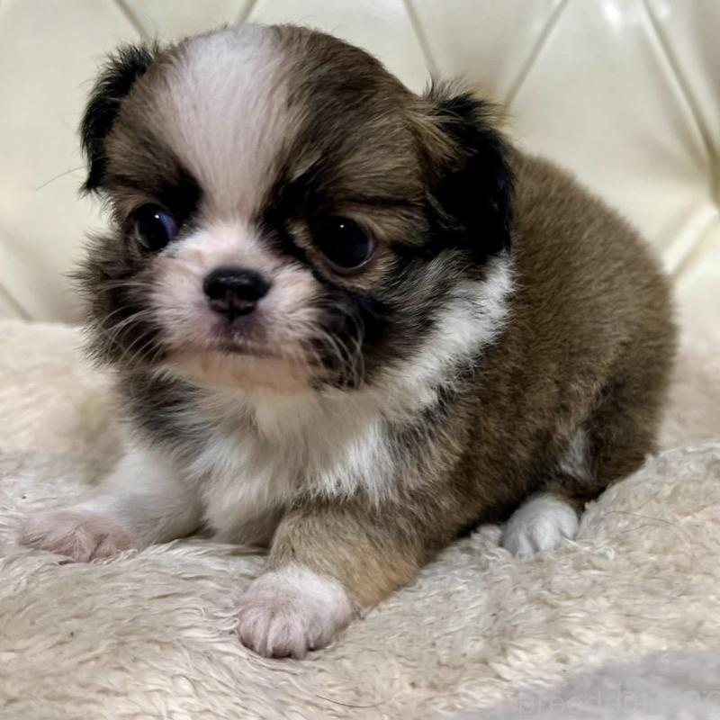 販売中の香川県のチワワ(ロングコート)-426308の13枚目