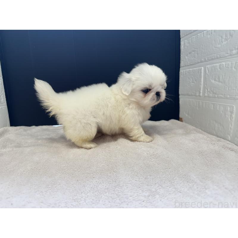 販売中の栃木県のペキニーズ-426307の5枚目