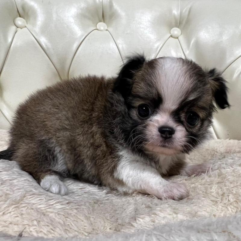 販売中の香川県のチワワ(ロングコート)-426308の12枚目